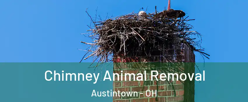 Chimney Animal Removal Austintown - OH