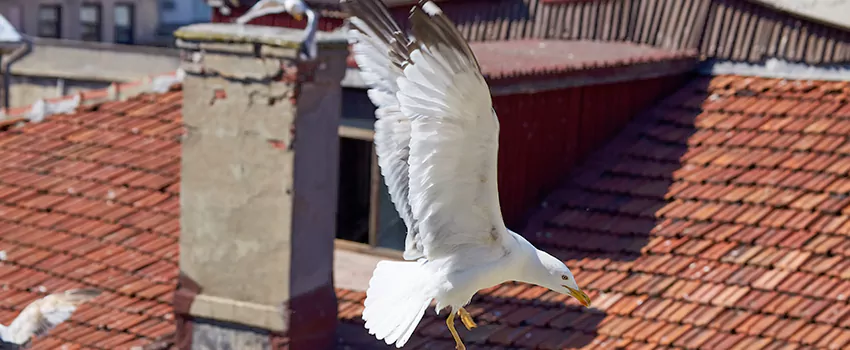 Residential Chimney Animal Removal Solution in Austintown, OH